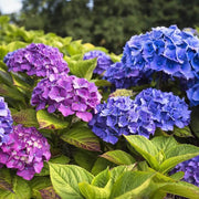Hydrangea Planting Seeds