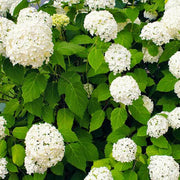 Hydrangea Planting Seeds