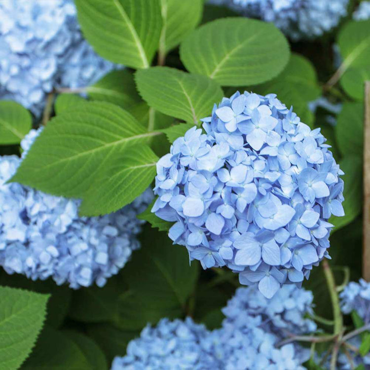 Hydrangea Planting Seeds