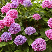 Hydrangea Planting Seeds