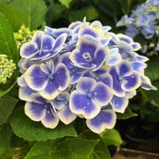 Hydrangea Planting Seeds