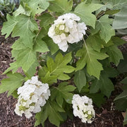 Hydrangea Quercifolia Seeds