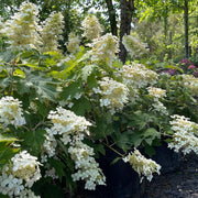 Hydrangea Quercifolia Seeds