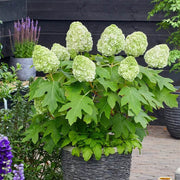 Hydrangea Quercifolia Seeds