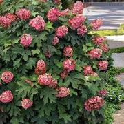 Hydrangea Quercifolia Seeds