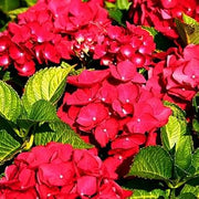 Red Baron Hydrangea Seeds
