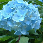 Sea Blue Hydrangea Seeds