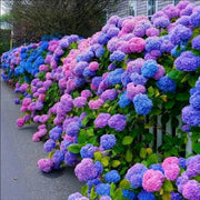 Blue Pink Purple Hydrangea Seeds