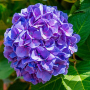 Blue Purple Hydrangea Seeds