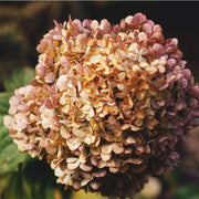 Brown Hydrangea Seeds
