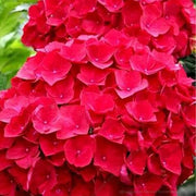 Deep Red Hydrangea Seeds