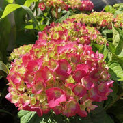 Green Pink Hydrangea Seeds