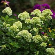 Little Lime Hydrangea Seeds