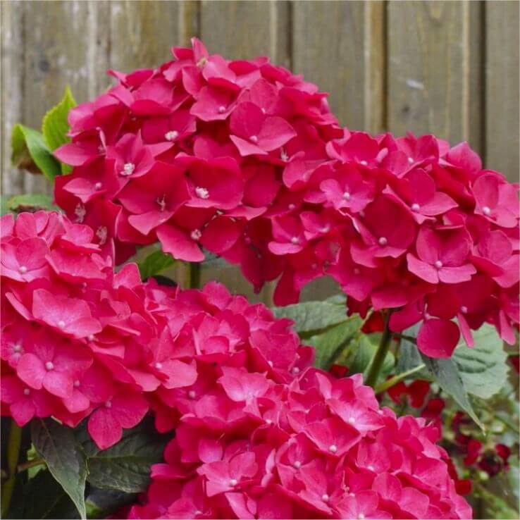 Pink Hydrangea Seeds