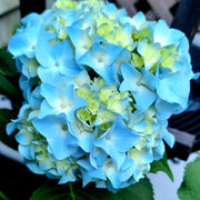 Sea Blue Hydrangea Seeds