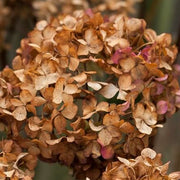 Brown Hydrangea Seeds