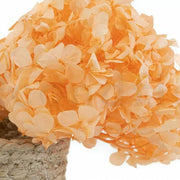 Light Orange Hydrangea Seeds
