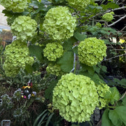 Dark Green Hydrangea Seeds