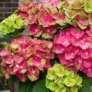 Green Pink Hydrangea Seeds