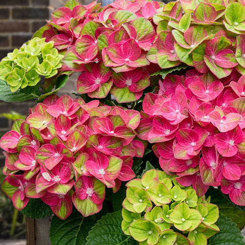 Green Pink Hydrangea Seeds