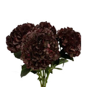 Chocolate Hydrangea Seeds