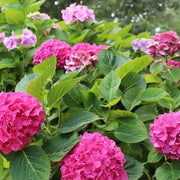 Thick Pink Hydrangea Seeds