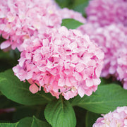 Baby Pink Hydrangea Seeds