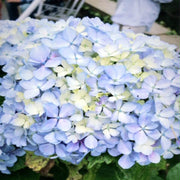 Blue White Hydrangea Seeds