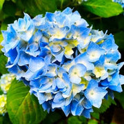Blue Yellow Hydrangea Seeds