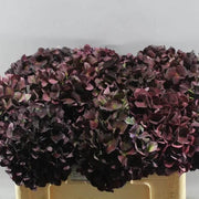Chocolate Hydrangea Seeds