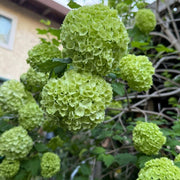 Dark Green Hydrangea Seeds
