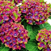 Green Red Hydrangea Seeds