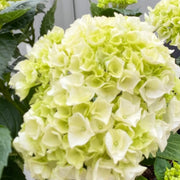 Green White Hydrangea Seeds
