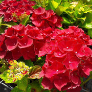 Red Baron Hydrangea Seeds