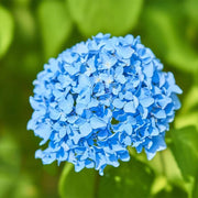 Sky Blue Hydrangea Seeds