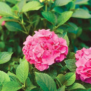 Thick Pink Hydrangea Seeds