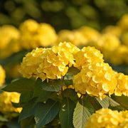 Thick Yellow Hydrangea Seeds