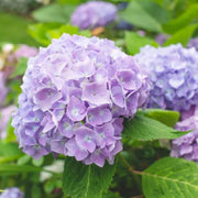 Violet Hydrangea Seeds