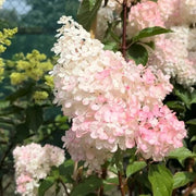 White Pink Hydrangea Seeds