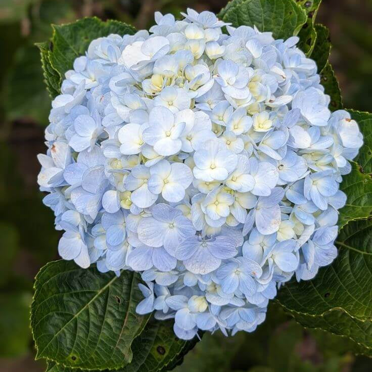 Blue White Hydrangea Seeds
