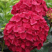 Deep Red Hydrangea Seeds