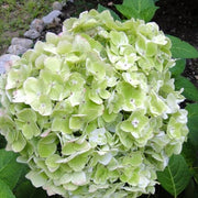 Green White Hydrangea Seeds