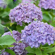 Violet Hydrangea Seeds