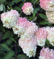 White Pink Hydrangea Seeds