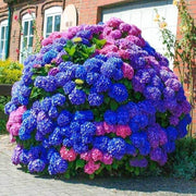 Blue Pink Purple Hydrangea Seeds