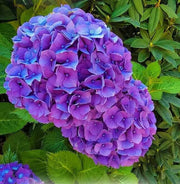 Blue Purple Hydrangea Seeds