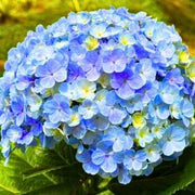 Blue Yellow Hydrangea Seeds