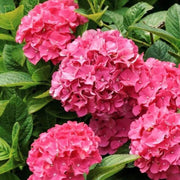 Pink Hydrangea Seeds
