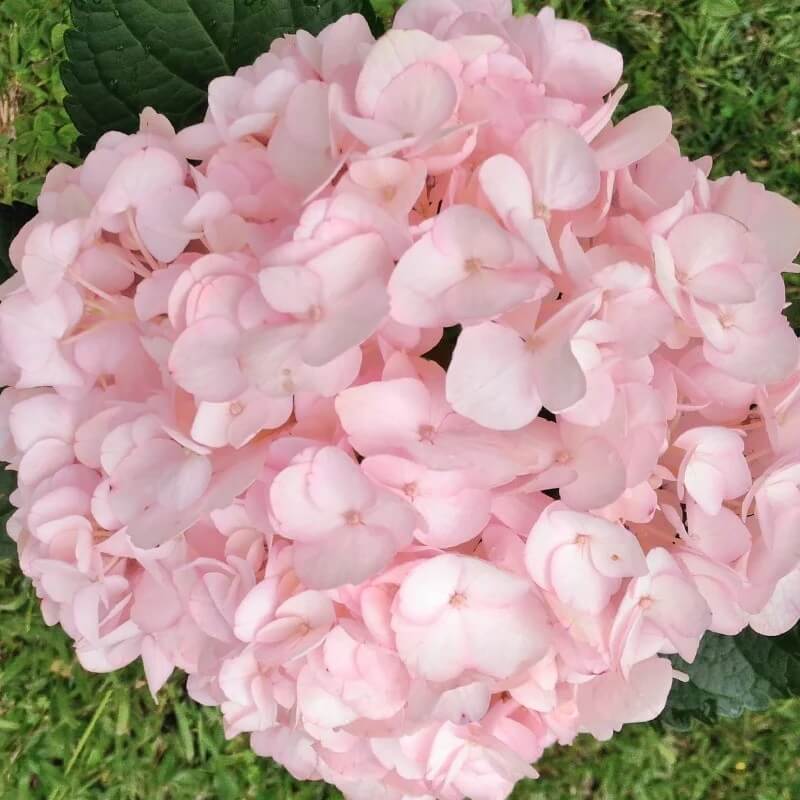 Baby Pink Hydrangea Seeds