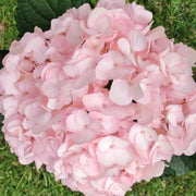 Baby Pink Hydrangea Seeds